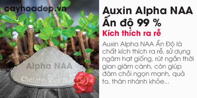 Auxin Alpha NAA Ấn độ 99% (Chất kích thích ra rễ)